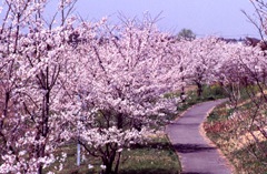 桜リバーサイドパーク 